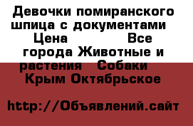 Девочки помиранского шпица с документами › Цена ­ 23 000 - Все города Животные и растения » Собаки   . Крым,Октябрьское